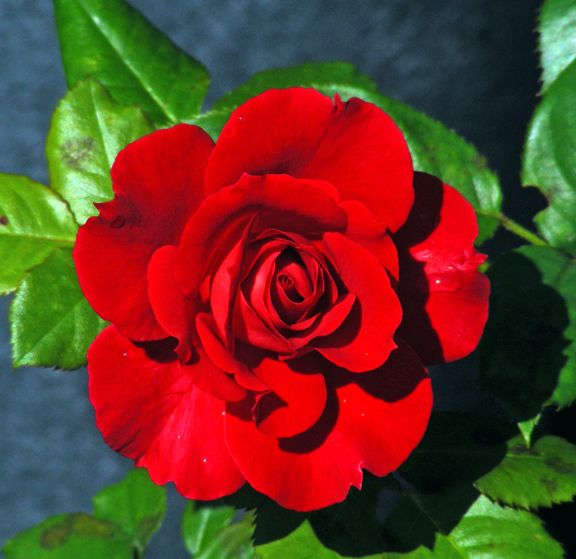 Frankly Scarlet photo fs2013_08290022_zps3ea4a730.jpg